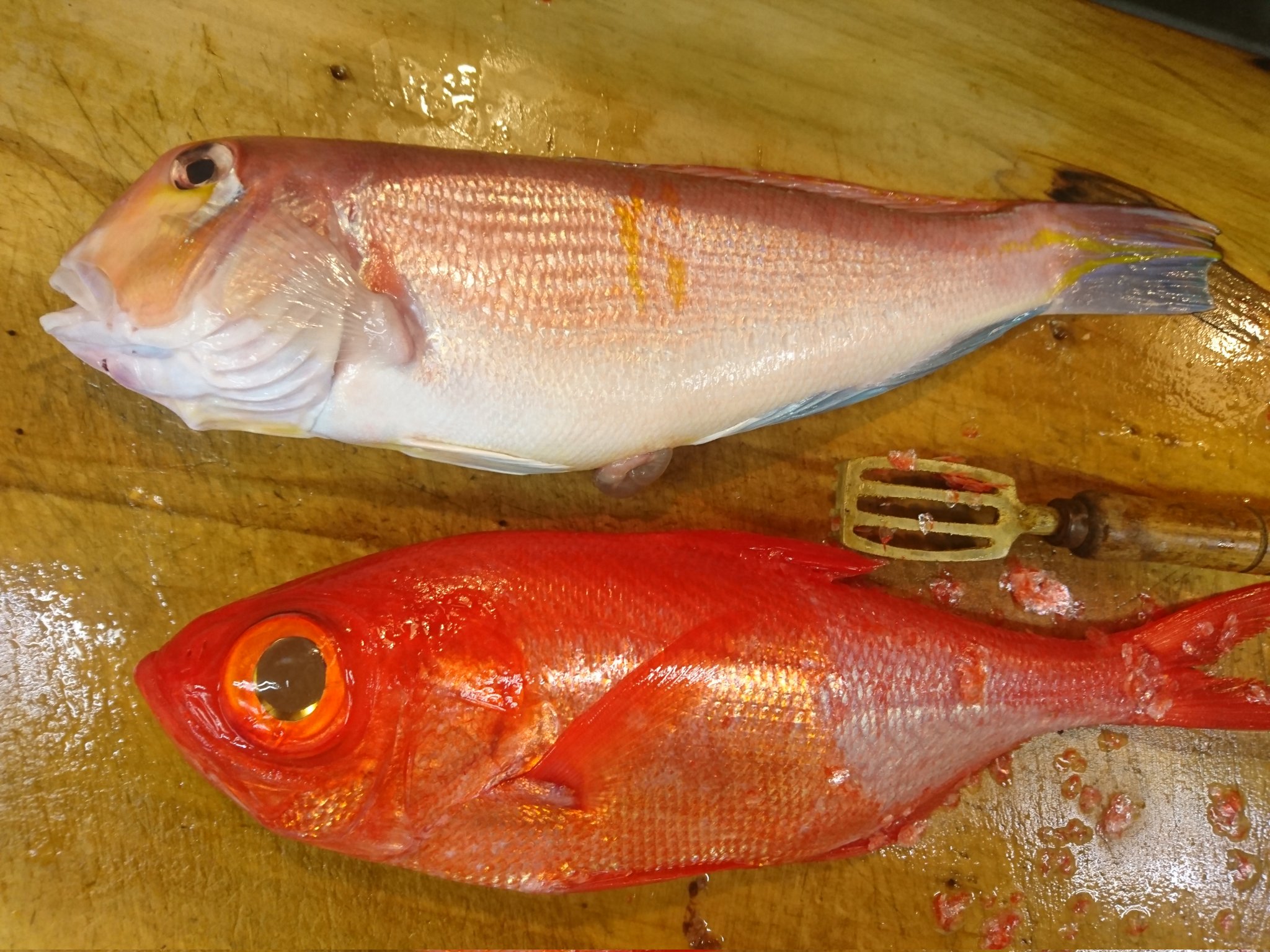 ট ইট র 本所吾妻橋 割烹 峰屋 甘鯛の松笠焼き 甘鯛 の鱗を付けたまま焼くと 鱗がパリパリサクサク香ばしく食べられます 盛り付けた器は 中根楽 さんのコバルトブルーの高台皿 繊細な日本酒と一緒に楽しんで欲しい一品です T Co Hw2ozz6jnj