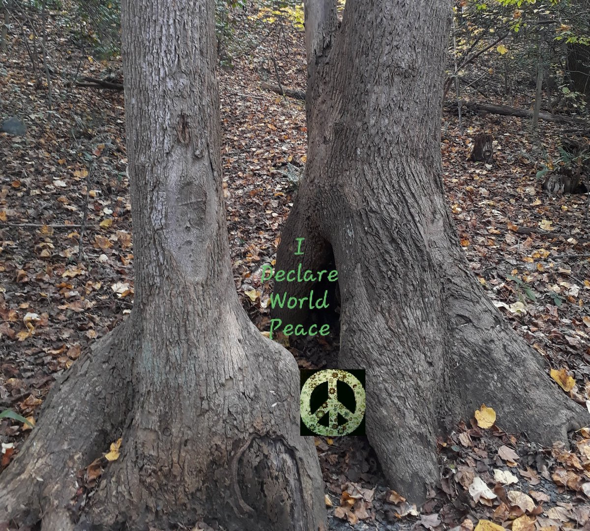 CherishTheEarth's tweet photo. #IDWP
#IAmChoosingLove
#JoyTrain #Namaste #SovereignPeace
#WPIP
#ClimateAction
#Unity
#HumanRights
#IChooseLove
Cherish The Earth https://t.co/2j4sYsrEul