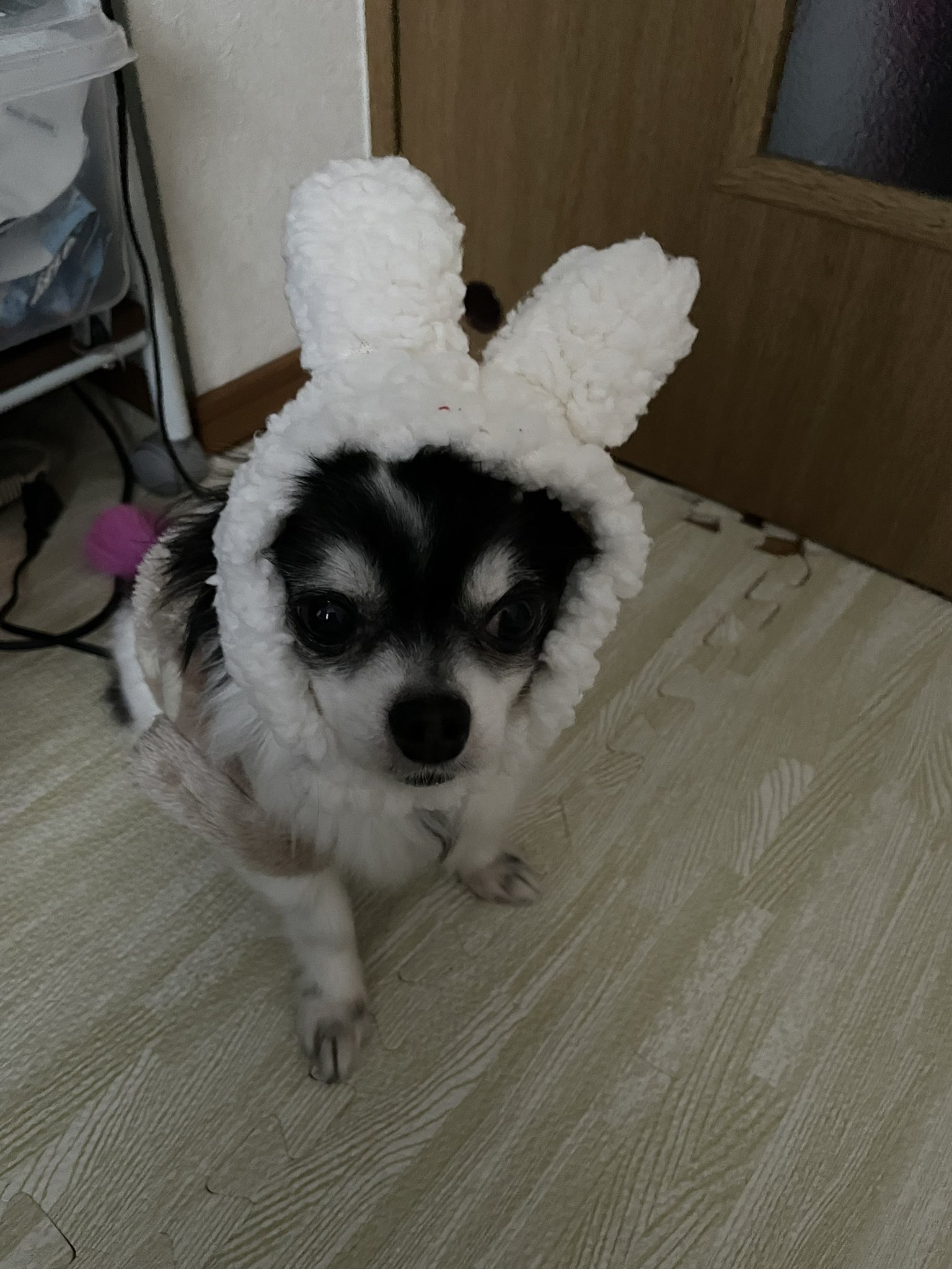 クッキーママ チワワのいる暮らし チワワ うさぎの被り物 愛犬との暮らし T Co Ivsuquvyre Twitter