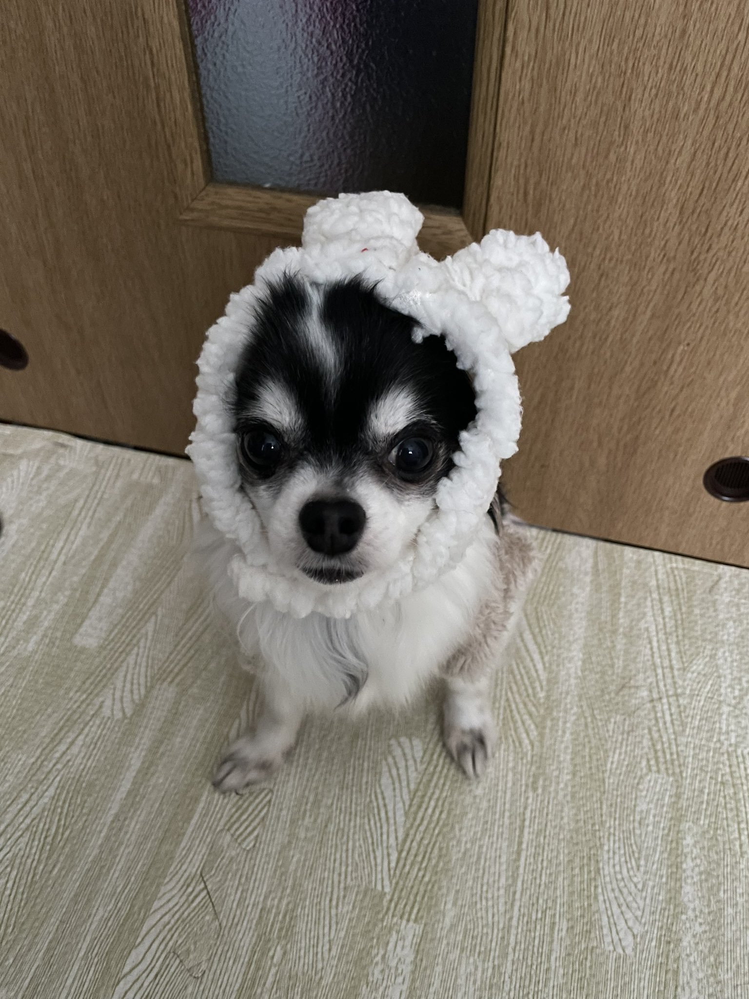 クッキーママ チワワのいる暮らし チワワ うさぎの被り物 愛犬との暮らし T Co Ivsuquvyre Twitter クッキーママ チワワのいる暮らし チワワ うさぎの被り物 愛犬との暮らし T Co Ivsuquvyre Twitter