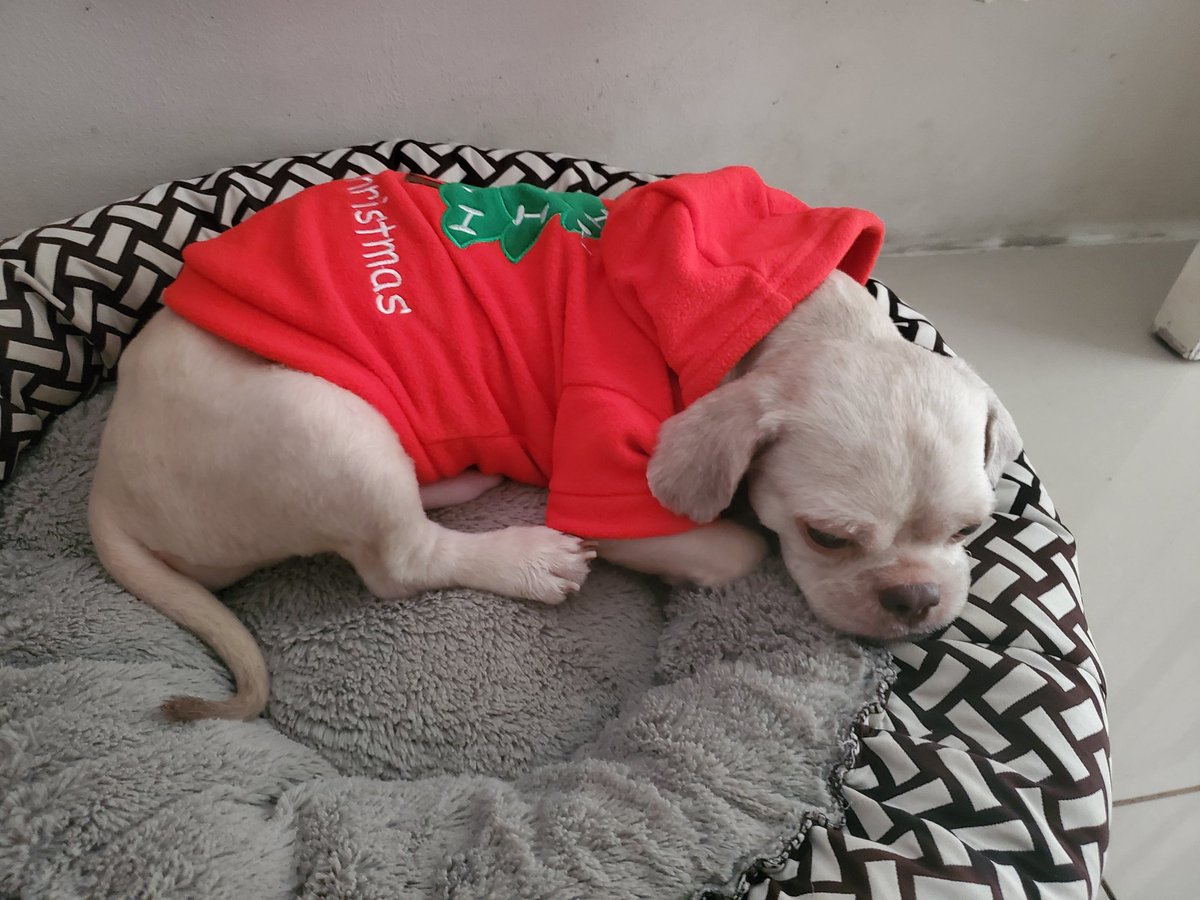 kseven25's tweet photo. [ASKING FOR HELP]
Hi everyone..Sharing pics of our baby dog. His name is Java and he has been diagnosed with Heart enlargement and Tumor or mass at the right abdomen. All critical and progressive. And in need of surgery.. As soon as possible per his vet's advice.. (1/4) https://t.co/zz8OS5q3Gj