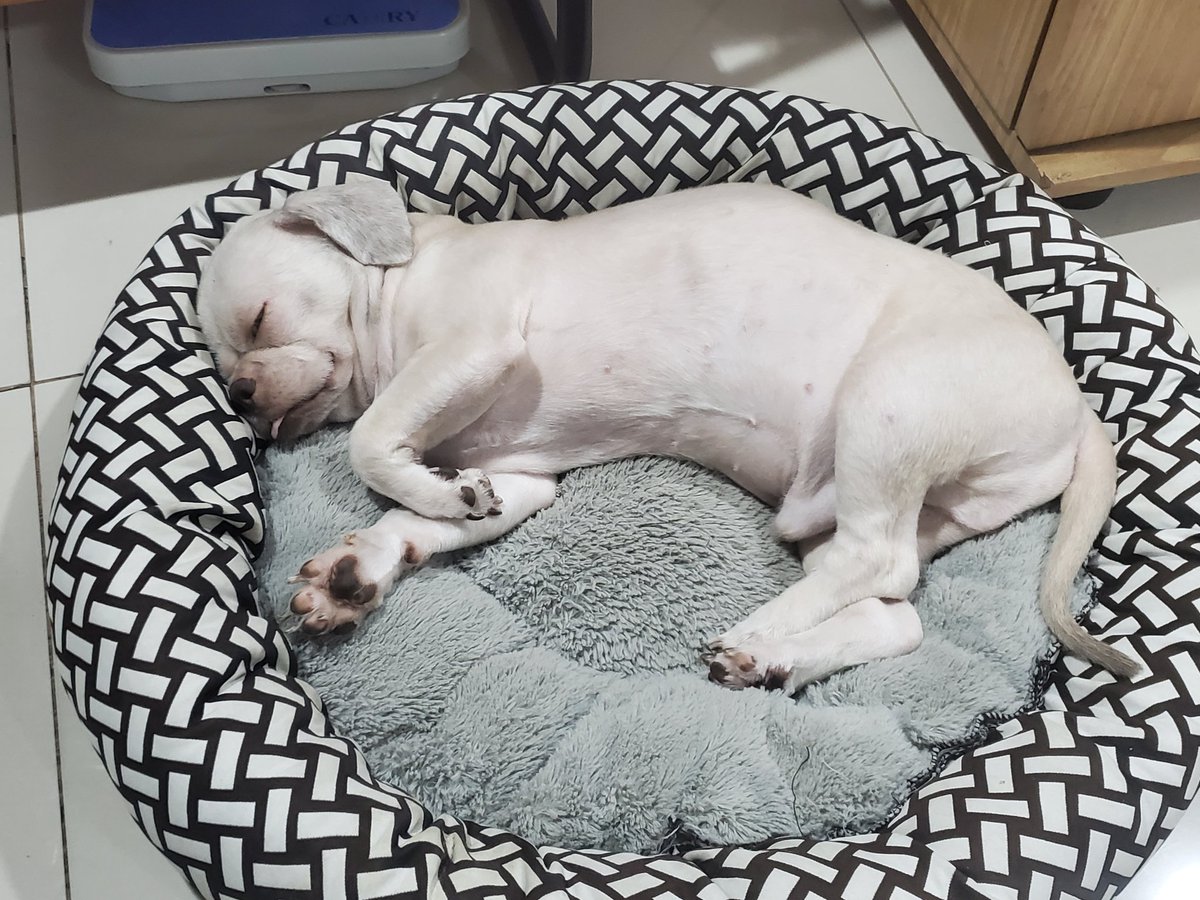kseven25's tweet photo. [ASKING FOR HELP]
Hi everyone..Sharing pics of our baby dog. His name is Java and he has been diagnosed with Heart enlargement and Tumor or mass at the right abdomen. All critical and progressive. And in need of surgery.. As soon as possible per his vet's advice.. (1/4) https://t.co/zz8OS5q3Gj