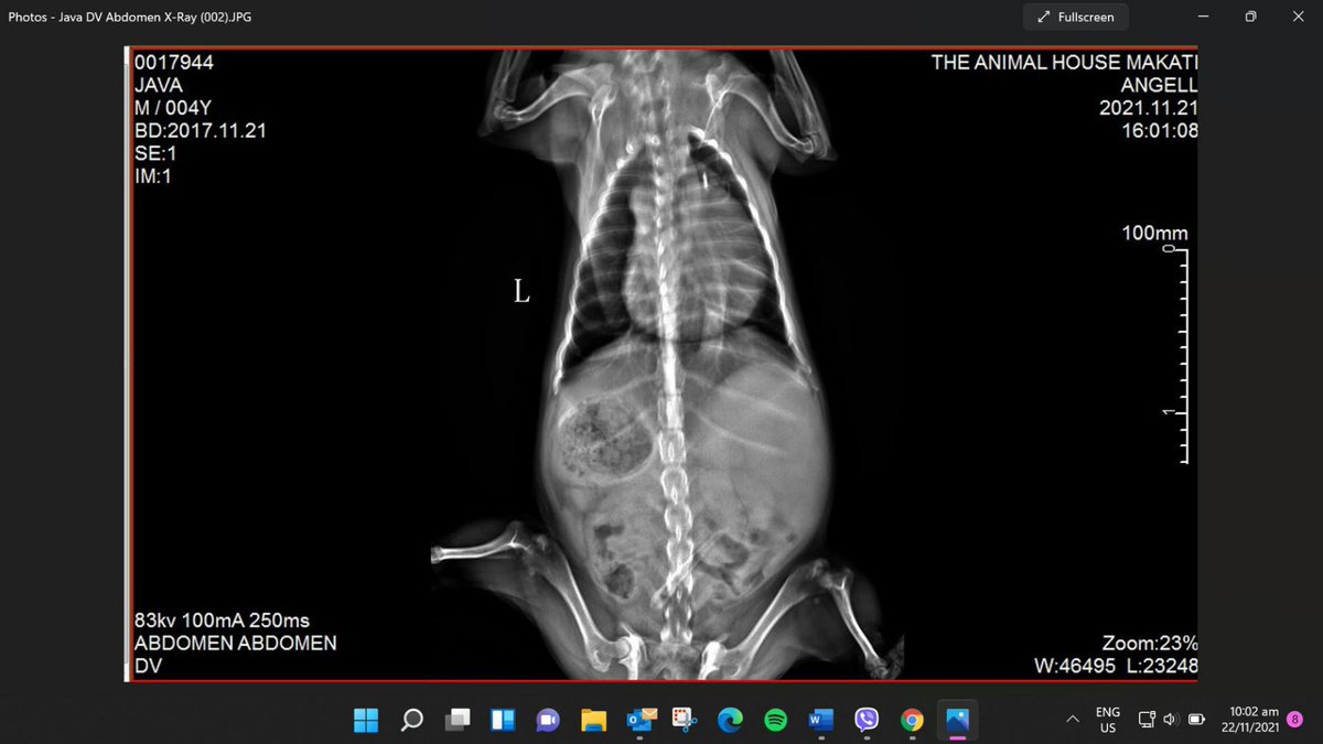 kseven25's tweet photo. [ASKING FOR HELP]
Hi everyone..Sharing pics of our baby dog. His name is Java and he has been diagnosed with Heart enlargement and Tumor or mass at the right abdomen. All critical and progressive. And in need of surgery.. As soon as possible per his vet's advice.. (1/4) https://t.co/zz8OS5q3Gj