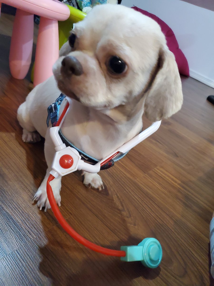 kseven25's tweet photo. [ASKING FOR HELP]
Hi everyone..Sharing pics of our baby dog. His name is Java and he has been diagnosed with Heart enlargement and Tumor or mass at the right abdomen. All critical and progressive. And in need of surgery.. As soon as possible per his vet's advice.. (1/4) https://t.co/zz8OS5q3Gj