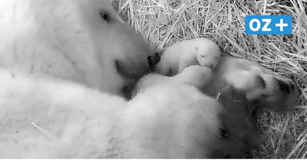 OZlive's tweet photo. +++ Doppelter Nachwuchs im #Polarium +++ Eisbären-Babys im #Zoo #Rostock zur Welt gekommen: Erste Fotos aus der Wurfhöhle: https://t.co/kaxmEXeBiC #eisbär https://t.co/oyNZRPwUXt