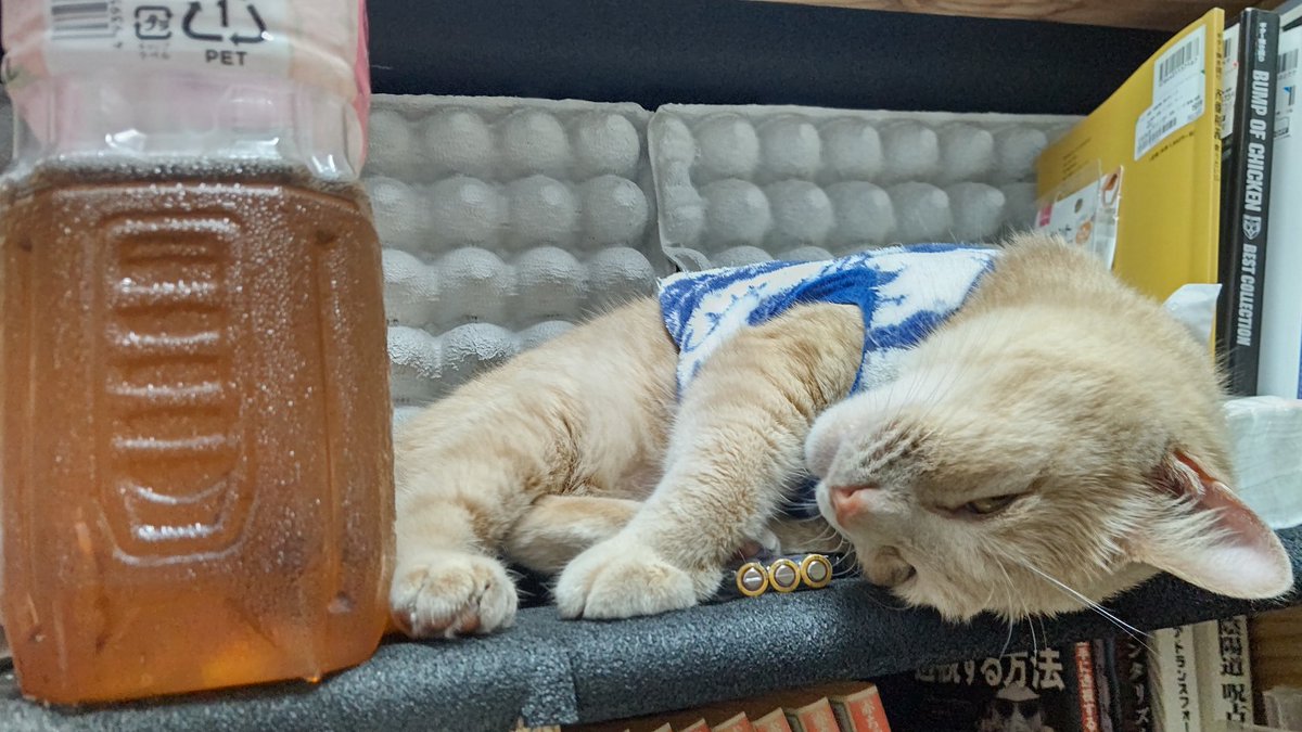 sunagonNeko's tweet photo. ゲーム中のすなごん

実はカメラ向けられて起きてるwww

そういやうちのカラオケはさらに防音効果高める為に卵パックを導入しましたwww
大声出しても隣の部屋にはほとんど聞こえなーい(￣∀￣*)ｲﾋｯ https://t.co/y1Yc9uMXTk