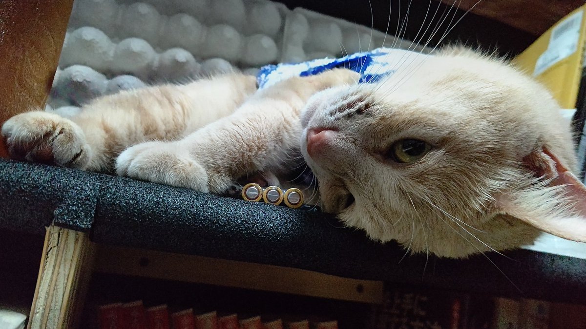 sunagonNeko's tweet photo. ゲーム中のすなごん

実はカメラ向けられて起きてるwww

そういやうちのカラオケはさらに防音効果高める為に卵パックを導入しましたwww
大声出しても隣の部屋にはほとんど聞こえなーい(￣∀￣*)ｲﾋｯ https://t.co/y1Yc9uMXTk
