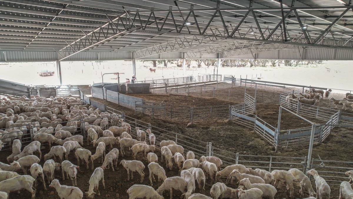 ActionSteel's tweet image. Shearing shed goals.

It was fantastic to see this state-of-the-art shearing shed complex, built in collaboration with @ProWay2000, in full swing!

📍Mininera VIC

#BigSheds #ProWayAUS