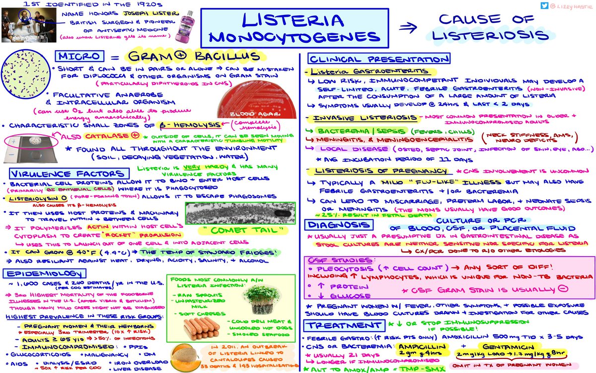 Listeria = the astronaut from “The Martian” 🚀 ❄️ (super fun book and movie btw)! But really, it is. TY @sebpoule for the rec! Loved learning more about the fascinating L. monocytogenes! Thinking Campylobacter for next week 🦃 🦃 🦃 #MedTwitter #MedStudentTwitter #IDTwitter