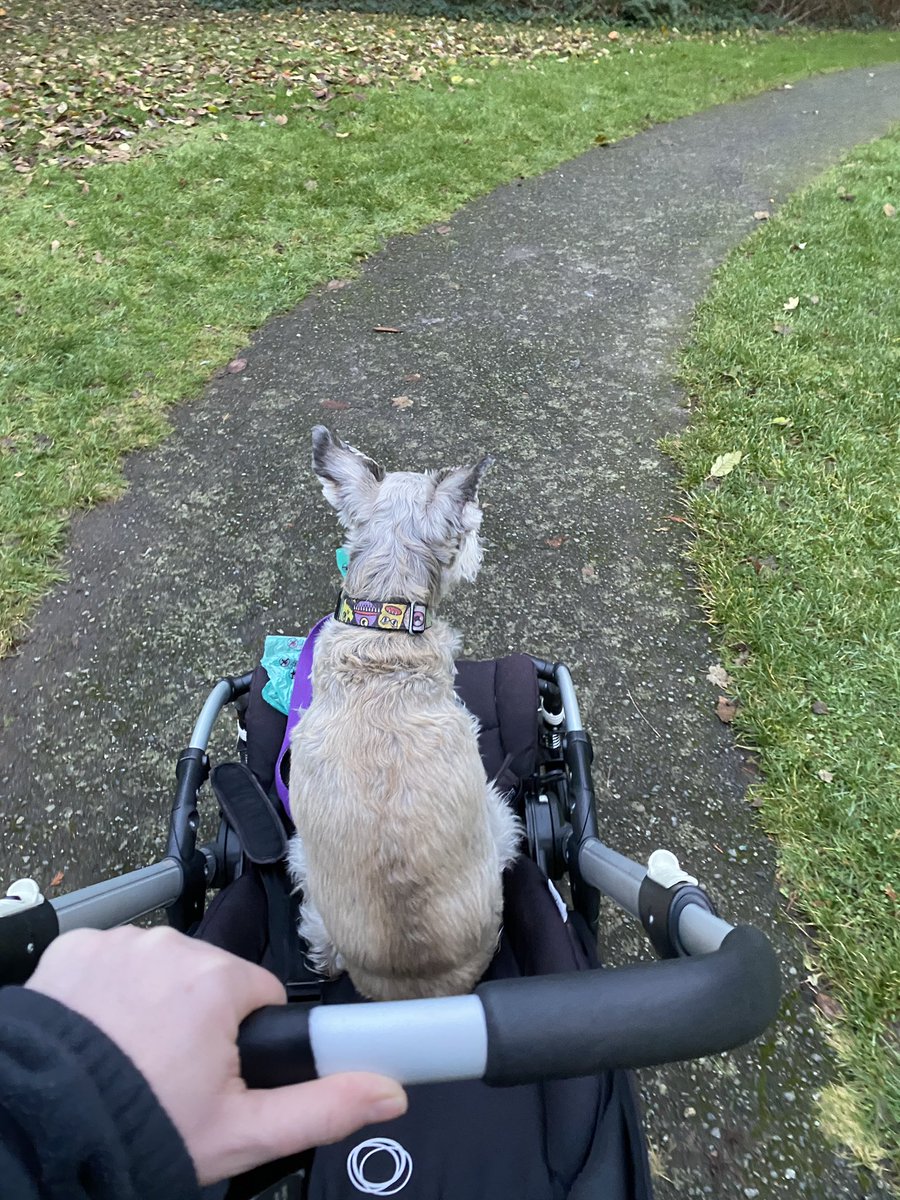 farrant_c's tweet photo. My senior dog cannot walk for long, but still enjoys going on “walks.” I wish people would ask why my dog is in a stroller- instead of giving my husband and I strange looks. Let’s normalize senior pets enjoying their lives too! 
#almost14 #seniordog #normalizeseniorpets https://t.co/NKyhwzn1GG