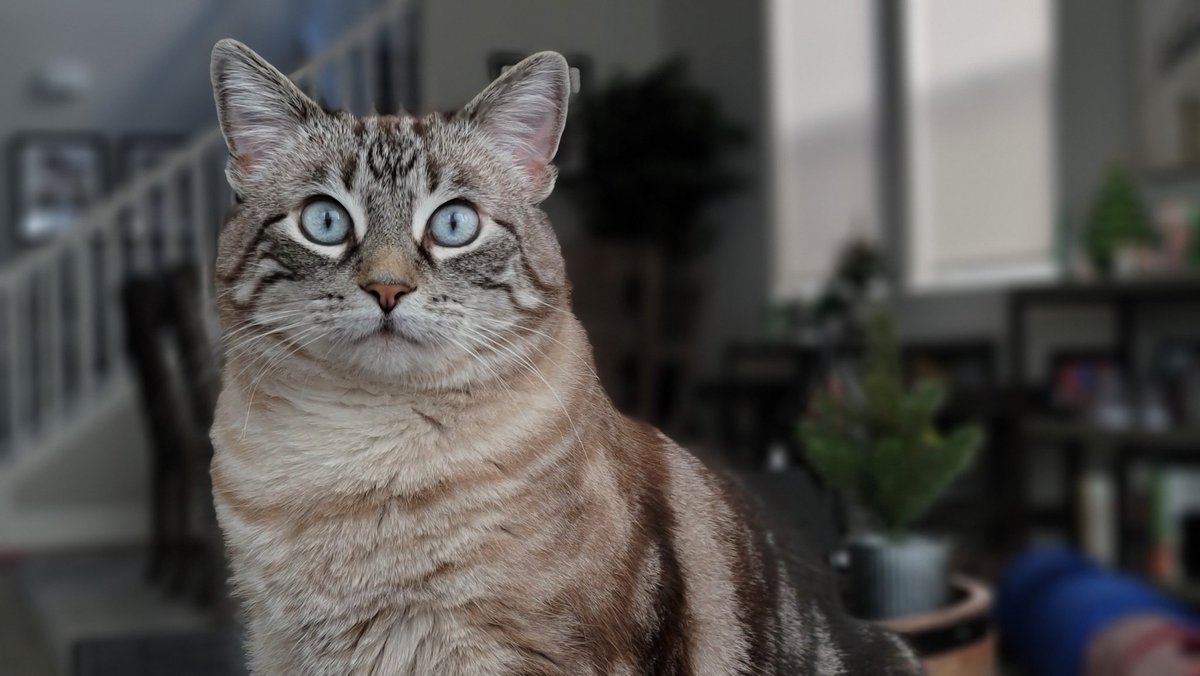 ManWithNoNameX's tweet photo. What do you mean the weekend is over?? #Sundaysads #cats https://t.co/TbsvsuZ7rK