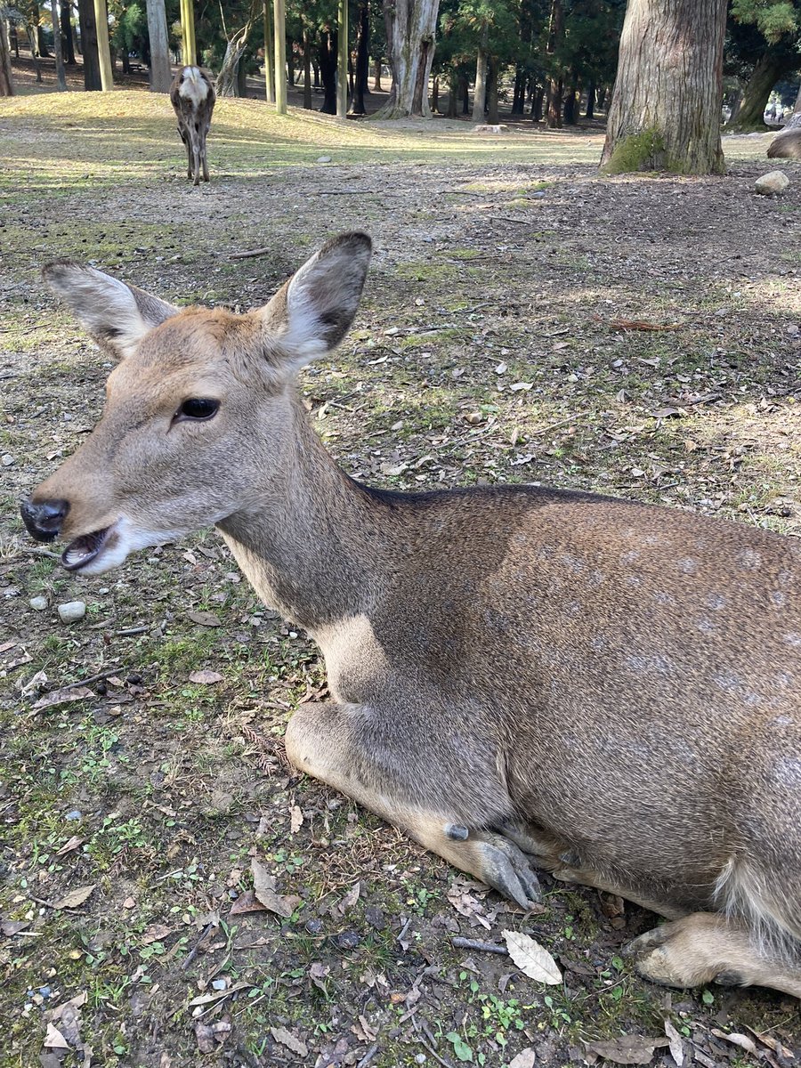 奈良公園近辺へ行くと、こんなに居たっけ⁉️ってくらい鹿がいるんですが、やっぱり夜に出くわすとちょっと怖いこのケモノ感😳 現在発情期入りしてるので、昼夜問わず鹿の長ーーーい鳴き声が響き渡ります🦌