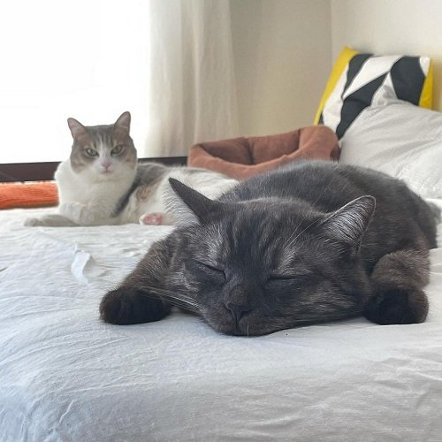 「ねこの肉球冷たい 冬」 ヒンヤリした肉球で冬の訪れを感じる猫飼いの漫画に共感の声続々 https://t.co/6FzehWlrSb 