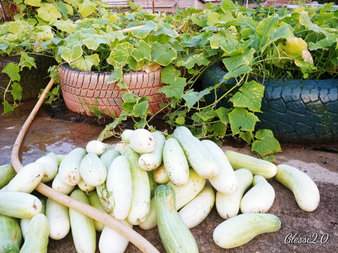 Il faudra du temps ,mais n'oublions jamais que chaque graine semée donnera des fruits.

Restons en mouvement en étant focus.
#Agriculturebio
#urbangarden