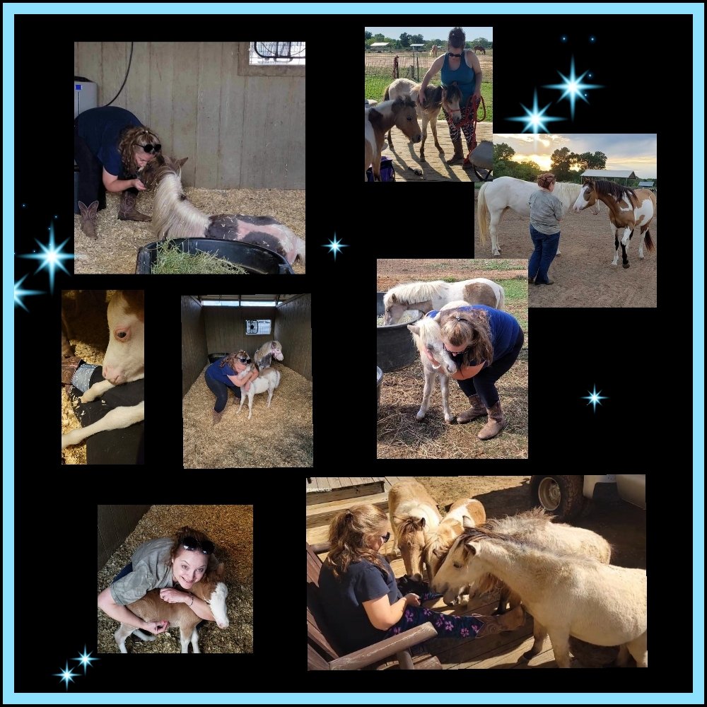 ShoeHolly's tweet photo. https://t.co/fVkZupiaOE
#donate #give #birthday #pledge #help #horse #rescue  #miniature #horses #savinglives #noslaughter #animalrights
#animalwelfare
#safeact
#animal #savedfromslaughter https://t.co/stUsphfPIc