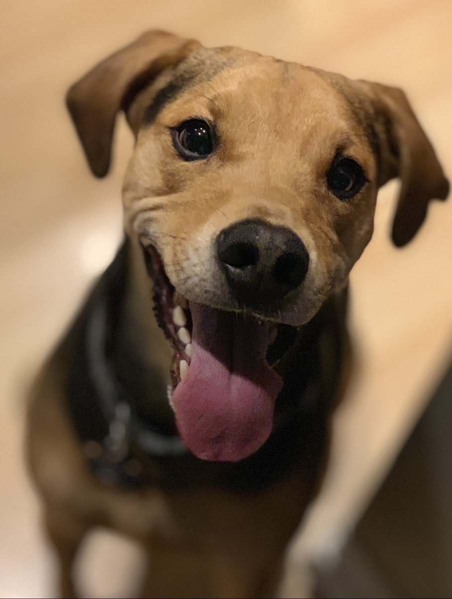 Sab_Cassie's tweet photo. #PupweiserContest  @budweiserusa. @ASPCA https://t.co/utVZ3kkdXK