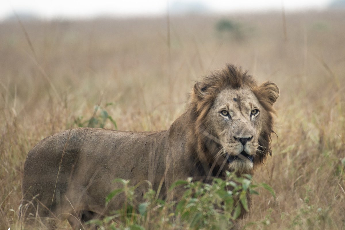 MakomaNation's tweet image. The king of the plains . There’s something so regal about a male lion walking over the African plains , his plain ,his territory.

📍 Queen Elizabeth National park