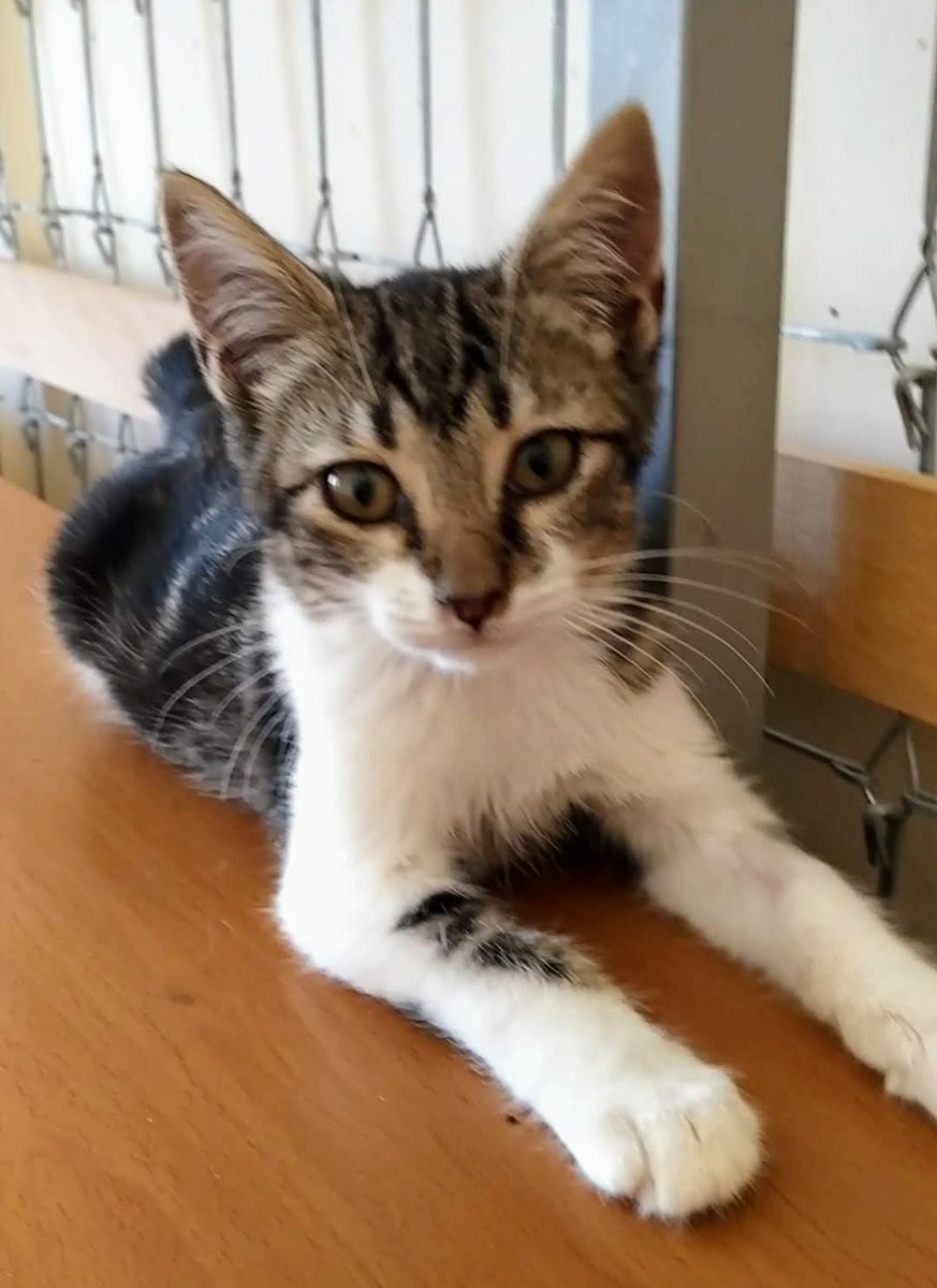ElSindigato2021's tweet photo. Nuestro #MUDITO es sta preciosa bolita de 3 meses, busca #Hogar. es súper bueno, un peluche cariñoso y juguetón. muy alegre y simpático, se ha criado con perros y tiene un carácter extraordinario, amigable y juguetón💘💘 #Valencia. Elena 670818103 #AdoptaNoCompres #gatos https://t.co/BFBR4hZYL6