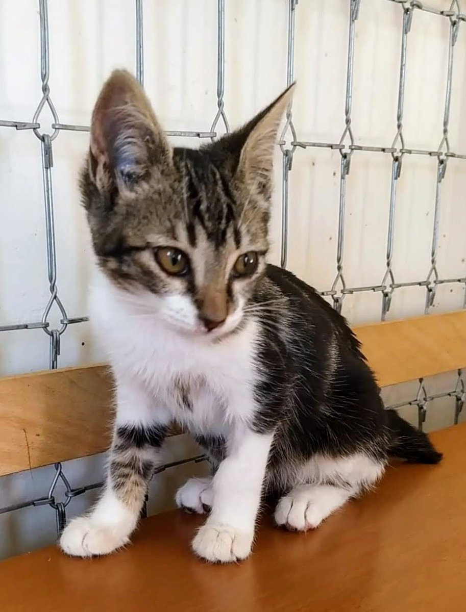 ElSindigato2021's tweet photo. Nuestro #MUDITO es sta preciosa bolita de 3 meses, busca #Hogar. es súper bueno, un peluche cariñoso y juguetón. muy alegre y simpático, se ha criado con perros y tiene un carácter extraordinario, amigable y juguetón💘💘 #Valencia. Elena 670818103 #AdoptaNoCompres #gatos https://t.co/BFBR4hZYL6