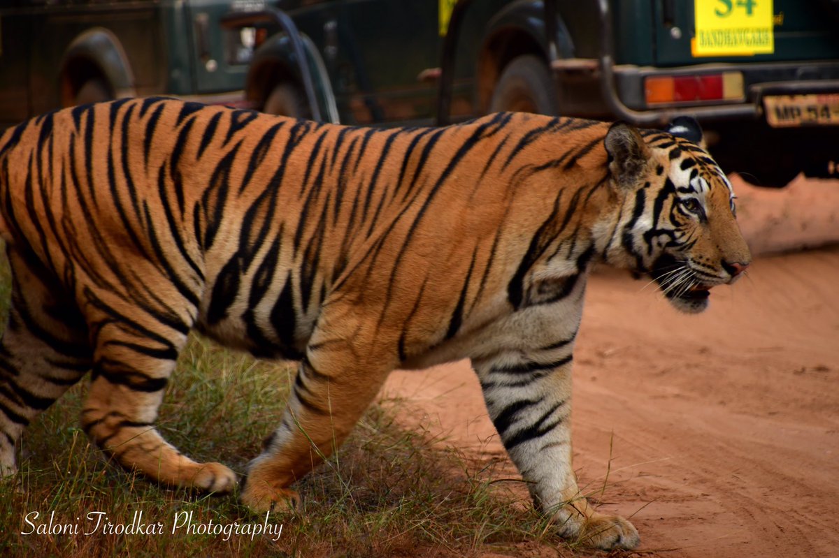 WildlifeSaloni's tweet photo. Encore, Mahaman.
In shot: Tiger / Panthera tigris
Shot by: @WildlifeSaloni
Shot at: Bandhavgarh National Park, Madhya Pradesh.
#tiger #maletiger #panthera #pantheratigris #tigris #salonitirodkarphotography #bandhavgarh #bandhavgarhnationalpark https://t.co/mPLejeDNA2