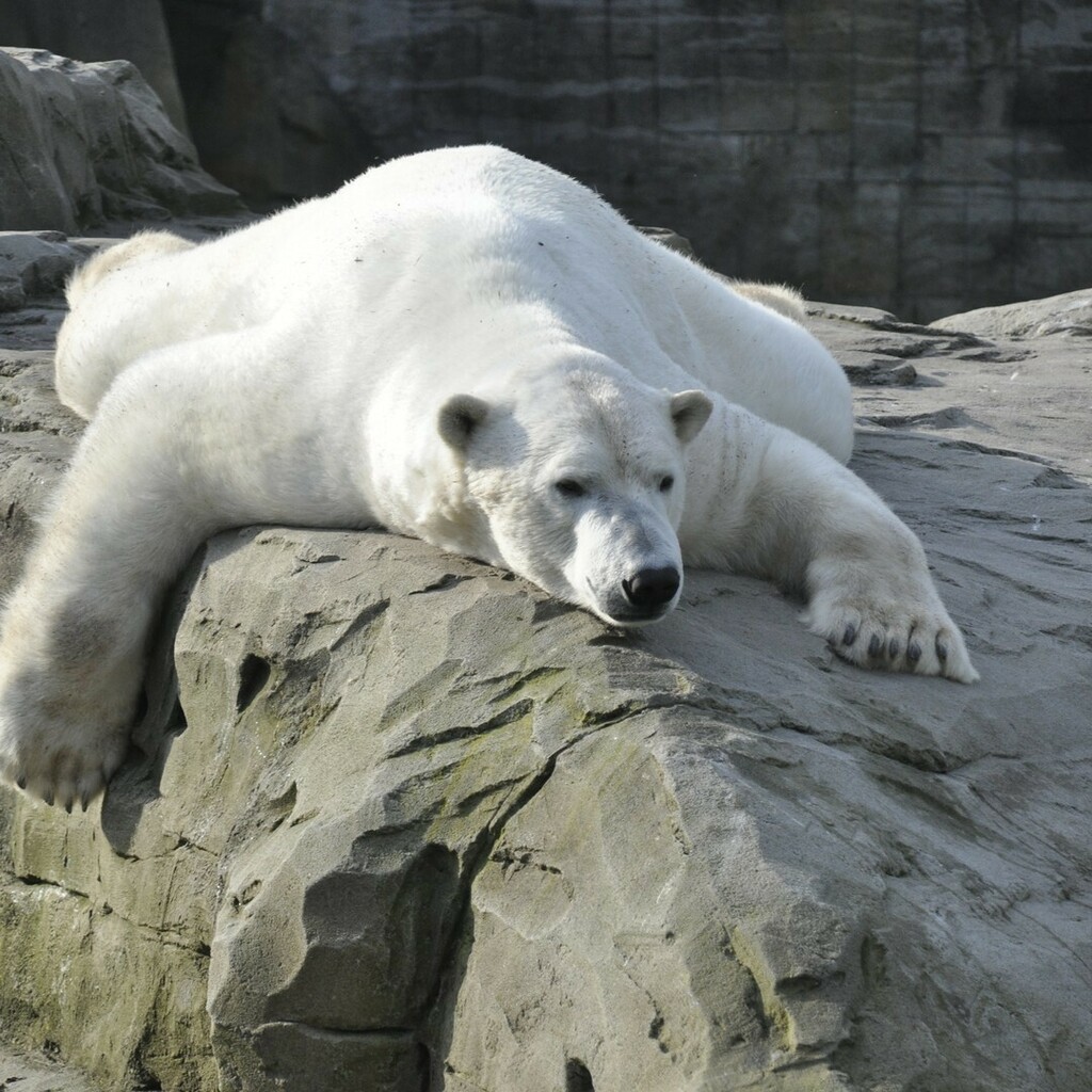 ZooRostock's tweet photo. Der Kleinsten folgt heute der Riese: Wir gratulieren unserem gemüüütlichen Eisbärmann Akiak herzlichst zum 7. Geburtstag! 🥳🥳🥳
#geburtstag #birthday #happybirthday #party #eisbär #polarbear #polarium
Foto: Zoo Rostock / Seemann https://t.co/iwGFVL0zts https://t.co/YphyoMqU0D