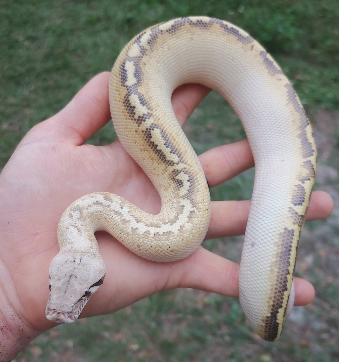 Olympian Exotics tweet media