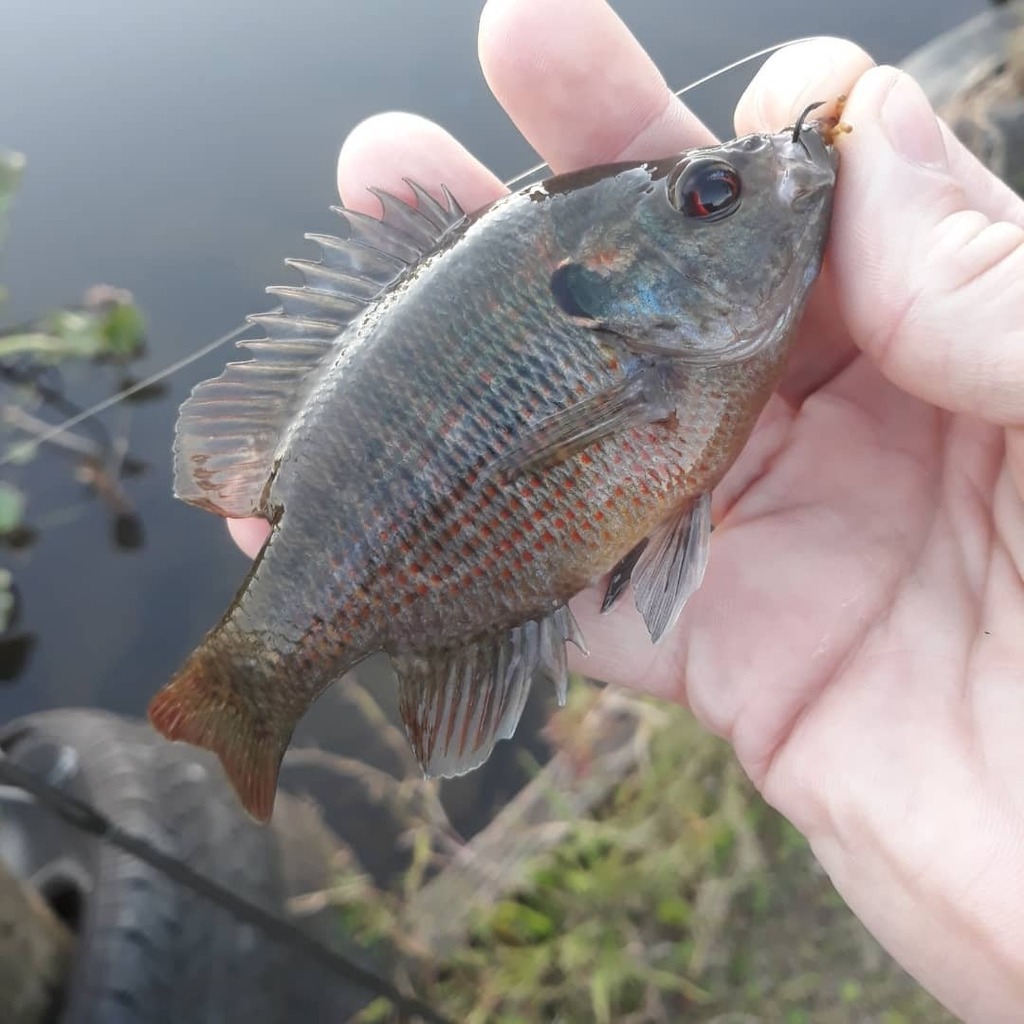 FishGuyJosh's tweet photo. My uncle's #sunfish spot had cleared out since hurricane Ida, and had nothing but mosquito fish around. Looks like they're starting to come back a bit. Got into some cool #redspottedsunfish 

#fish #fishing #lepomis #lepomids #phenixrods #panfishplastics… https://t.co/LOcEcRGW4m https://t.co/ERhJI5ONYM