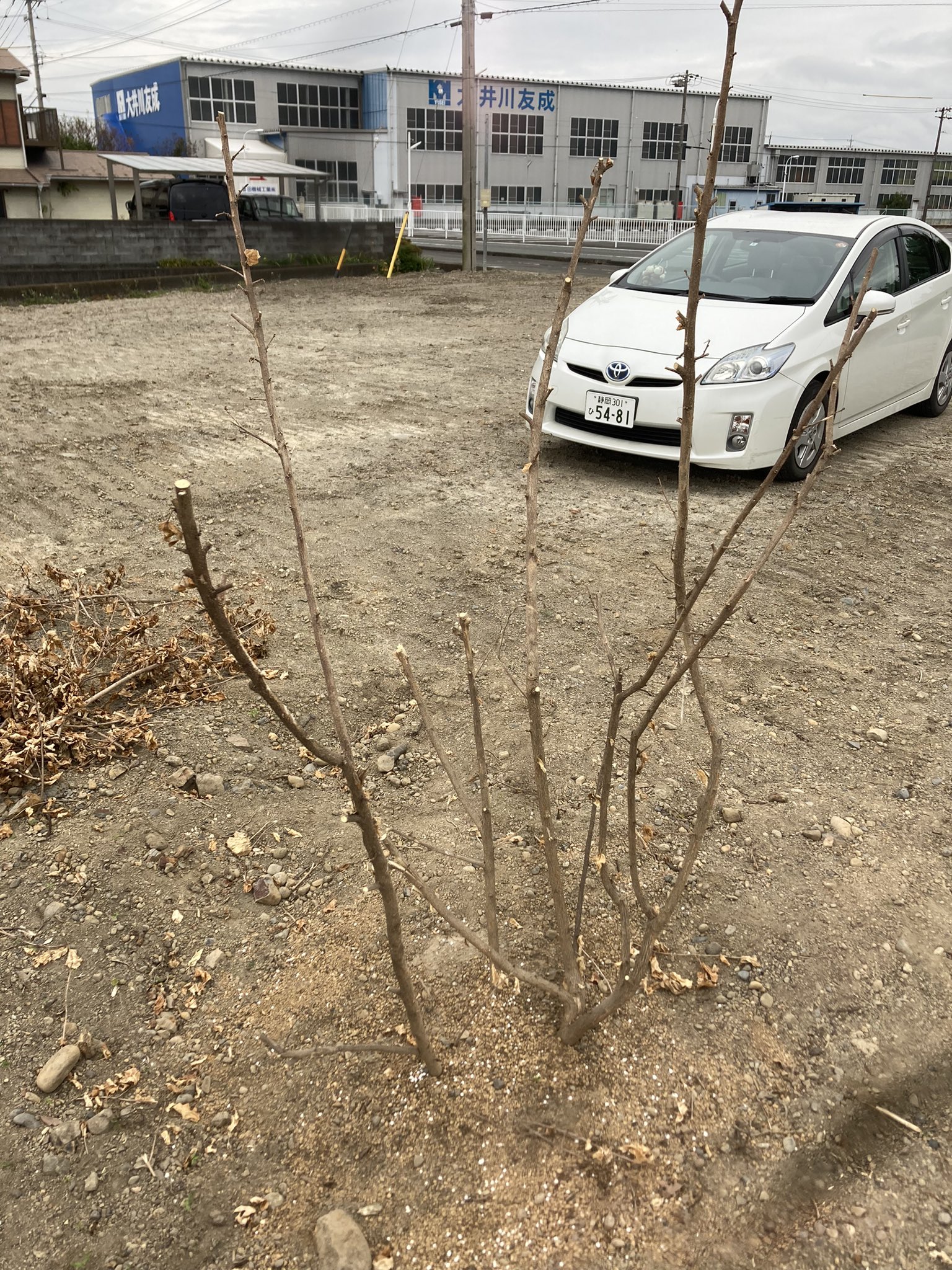 枯れた木 Twitter Search Twitter