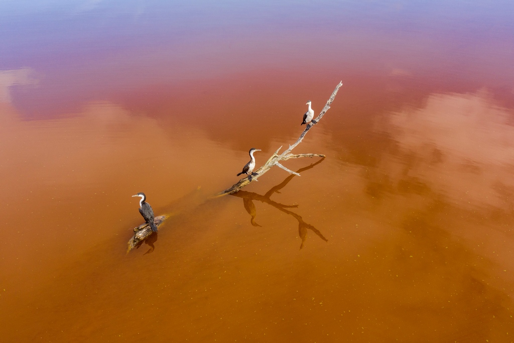 Iain McGregor captures Lake Waikare: the waters of a once-popular swimming spot are now toxic orange, and thick with nutrient run-off.
⁠
Watch now: l8r.it/CGi7
⁠
📷 Captured by <a href="/Iainmcgregor3/">Iain McGregor</a> on a Canon EOS-1D X Mark II