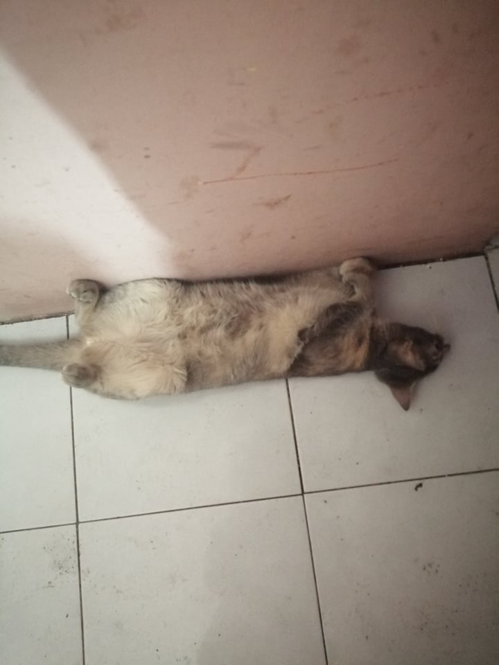 GothanV's tweet photo. @moricalliope @hakosbaelz First cutie is Ramona. She loves pats but pretends to hate them. She has mastered the art of being a burnt loaf of bread.
The pale dummy is Zarina, a certified dimwit who craves attention. She loves laying on the floor and climbing on people's laps.
#baecalliopetreview https://t.co/Pu1Cie1L0v