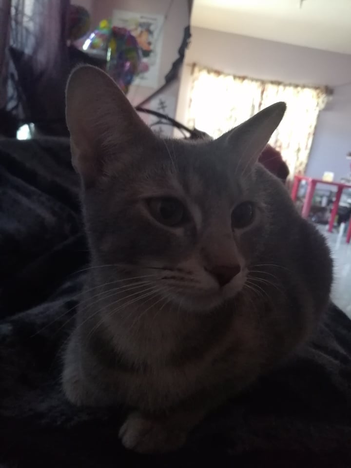 GothanV's tweet photo. @moricalliope @hakosbaelz First cutie is Ramona. She loves pats but pretends to hate them. She has mastered the art of being a burnt loaf of bread.
The pale dummy is Zarina, a certified dimwit who craves attention. She loves laying on the floor and climbing on people's laps.
#baecalliopetreview https://t.co/Pu1Cie1L0v
