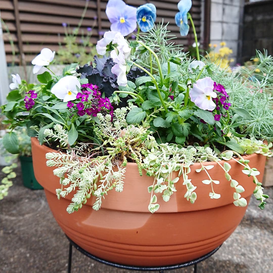 ロータスコットンキャンディ Twitter Search Twitter