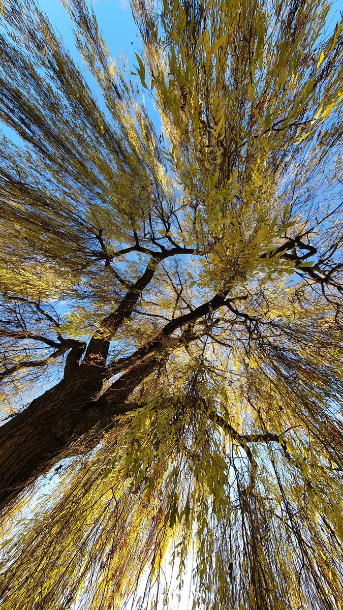 IkaKarl's tweet photo. I feel lifted!
the moment a wormhole
opens in the sky
#haiku #haiga #photohaiku #fallhaiku #micropoetry https://t.co/xtVpCkn7sS