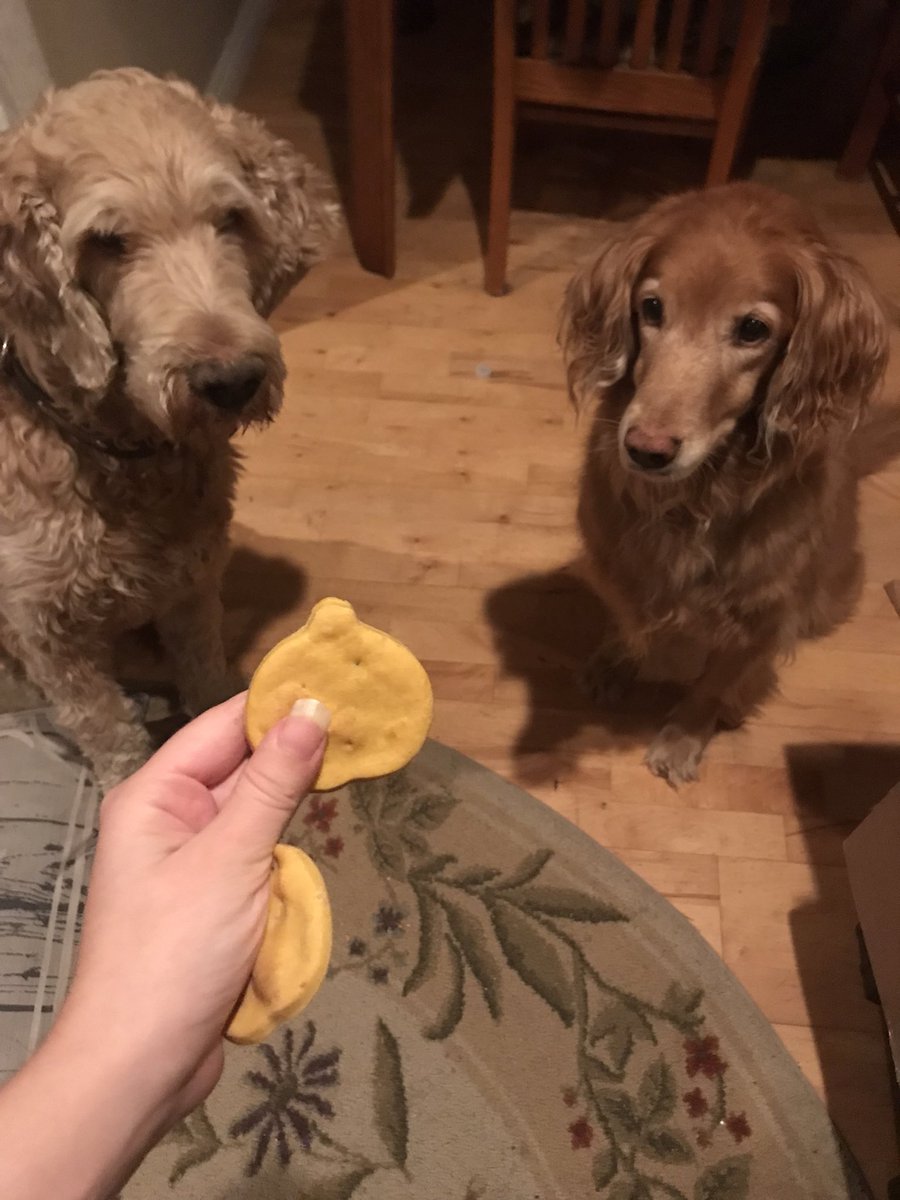 JadeAndMel's tweet photo. Hey it’s You’nme! Actually it’s just Melody right now. Once upon a time my dogs interrupted one of our video recordings. Today I decided to make them some treats from scratch! I thought it would be fun to share with you all! 
#treats #DogLover #Dog #YouTuber https://t.co/4VreGkn6Gk