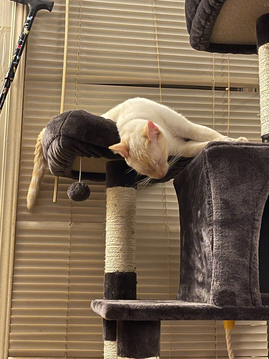 HeavenlyHues1's tweet photo. Now this is the way to sleep! #CatsOfTwitter #sleep #cattreehouse https://t.co/s4saTiIu5q