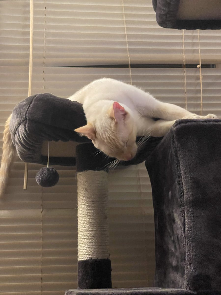HeavenlyHues1's tweet photo. Now this is the way to sleep! #CatsOfTwitter #sleep #cattreehouse https://t.co/s4saTiIu5q