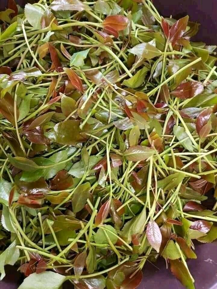 nyani_ke's tweet photo. Wako wapi wale mademu uwang'a mnapendang'a jaba Leo iko mingi apa mkuje yote niwape bureeee😜🥂💯 https://t.co/yVZDIY9NeQ