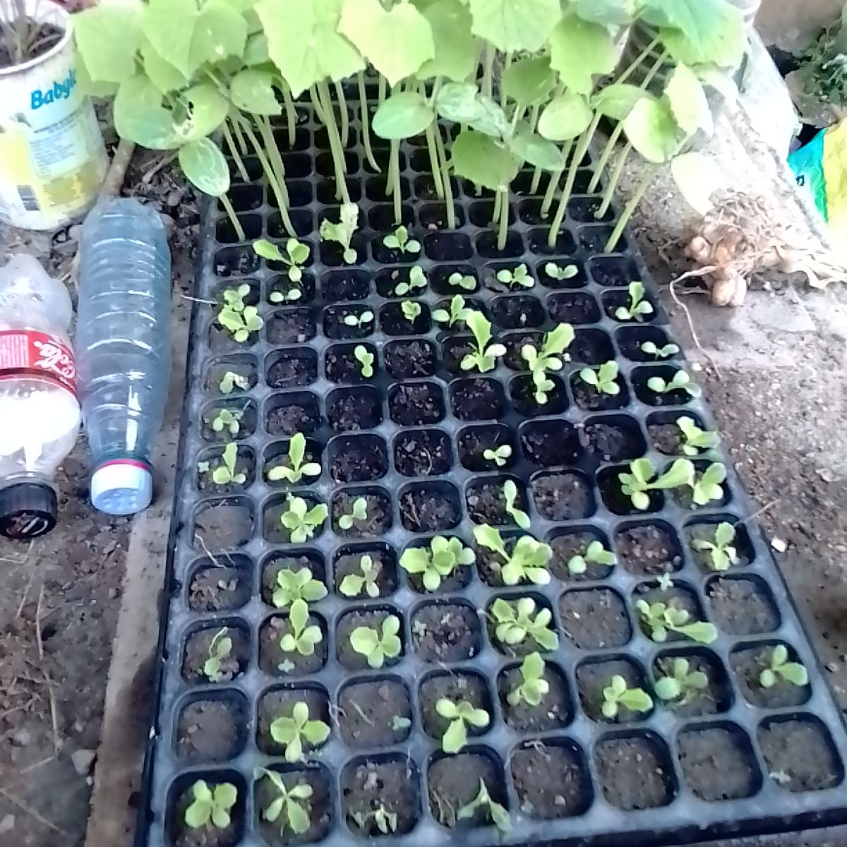 KobenaStephane's tweet photo. Bon début de semaine , chargé pour moi entre approvisionnement en eau et repiquage .#agricultureurbaine #potagerurbain #repiquage https://t.co/Ssf2hjzvzY