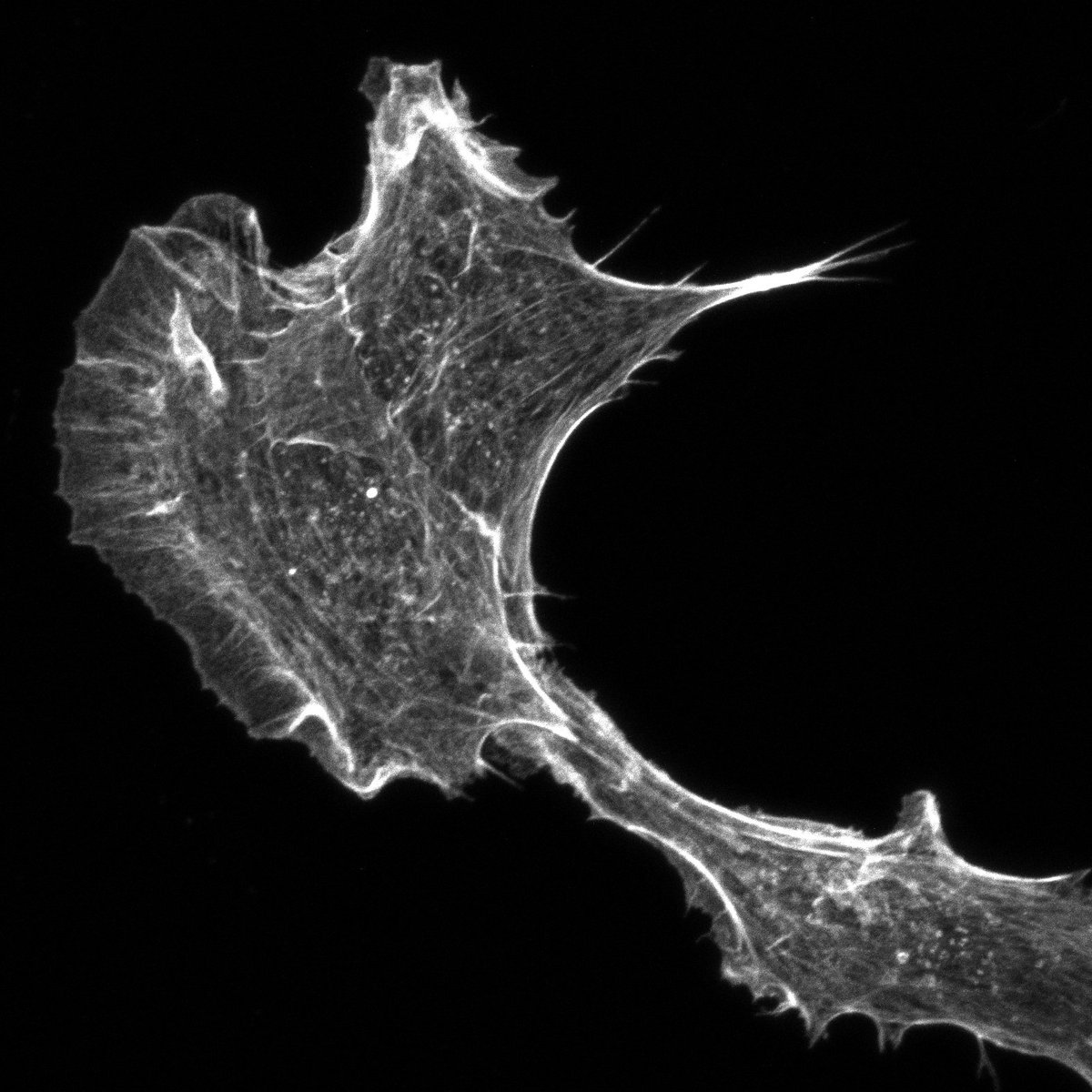 VictorChangInst's tweet photo. #PaulKornerSeminar speaker @DrNicoleBryce shares images she's taken on the new #LSM900 in the Institute's #InnovationCentre.
#HeartResearch #HeartDisease #CVD #PHACTR1 #MicroImaging #CardioTwitter #WomeninSTEM #WomeninScience @zeiss_micro @kovacic_jason https://t.co/L2WtVuIOYl