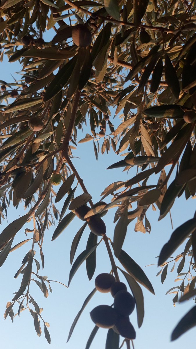 في صبح عم يطلع غصب 
خيطان شمسوا 
عم تنغزل كذبات 
وفي صبح عم يشرق كذب 
أسمك على أسموا 
عم ينشر الخيبات 

يا خااااينة مالك صبح 
مالك وطن مالك أهل 
مالك قبر تا يدفنك 

يا خاااينة مالك صلح 
مالك أرض مالك شرف 
مالك مطر تا يغسلك 

🖊/ محمد عباس 
صباح الخير