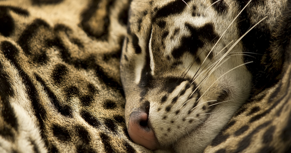 Did you know that Ocelots are so majestic that the females are actually called queens? 

These wild cats live in the forests of Central and South America and are revered for their hunting prowess and beauty. 

#travel  #holiday #conservation #protecttheforest #animals #wildlife