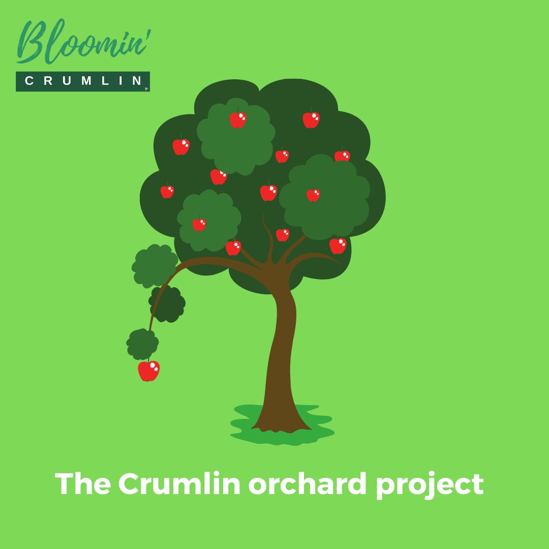 The Crumlin orchard project is on the way! The aim is to provide fruit + native trees for planting in private gardens in the Crumlin/Kimmage area. If interested, fill in the questionnaire below! NB: trees will be distributed in 2022 (Jan, Feb) bit.ly/30P3QFq
