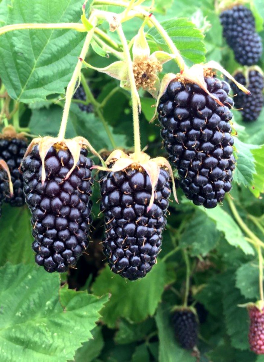 Plants365Ltd's tweet photo. Berries with large size - 7.6g on average, with dark color and firm fruit. The flavor is outstanding with a high Brix of 12.7%.
Don't hesitate to contact us for more info and orders ;)
#plants365
#Blackberry
#berry
#ColumbiaStar
#thornless
#tasty
#fruits
#gardening https://t.co/T91KInooqd