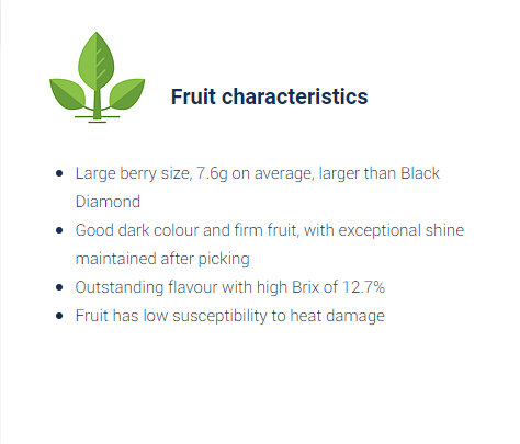 Plants365Ltd's tweet photo. Berries with large size - 7.6g on average, with dark color and firm fruit. The flavor is outstanding with a high Brix of 12.7%.
Don't hesitate to contact us for more info and orders ;)
#plants365
#Blackberry
#berry
#ColumbiaStar
#thornless
#tasty
#fruits
#gardening https://t.co/T91KInooqd