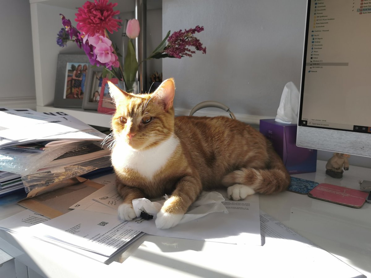 CatrionaRiddel1's tweet photo. When you want some attention, just sit on mummy's desk & on top of her work until she notices #SimbaIsTheBoss https://t.co/DvrnRrRurH