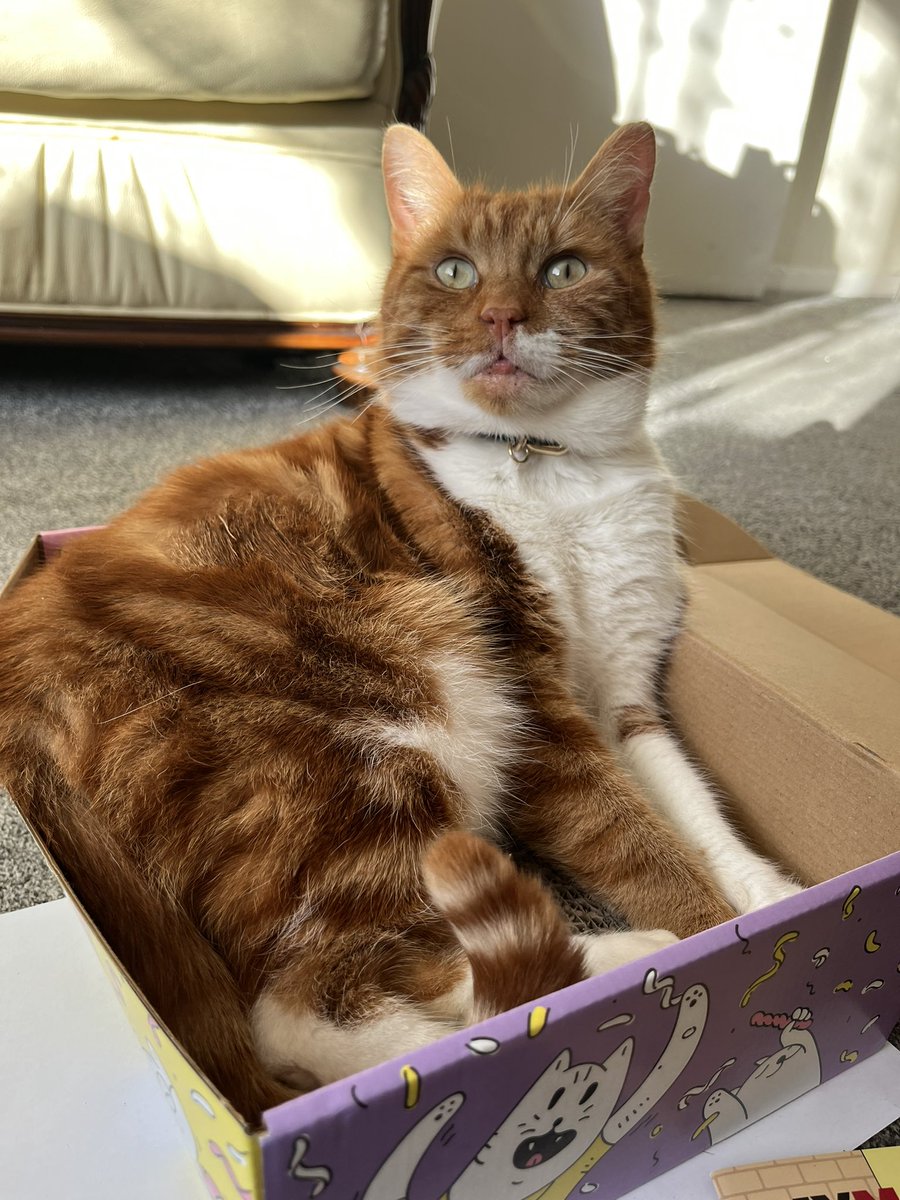 TommyTheGinger1's tweet photo. Happy New Week.. do you have your Christmas tree up yet? Meowmy is thinking the weekend #CatsofTwittter #tabbytroop #catsofinstagram #catbox #boxpawty #boxparty https://t.co/vOgpB6ZMkg