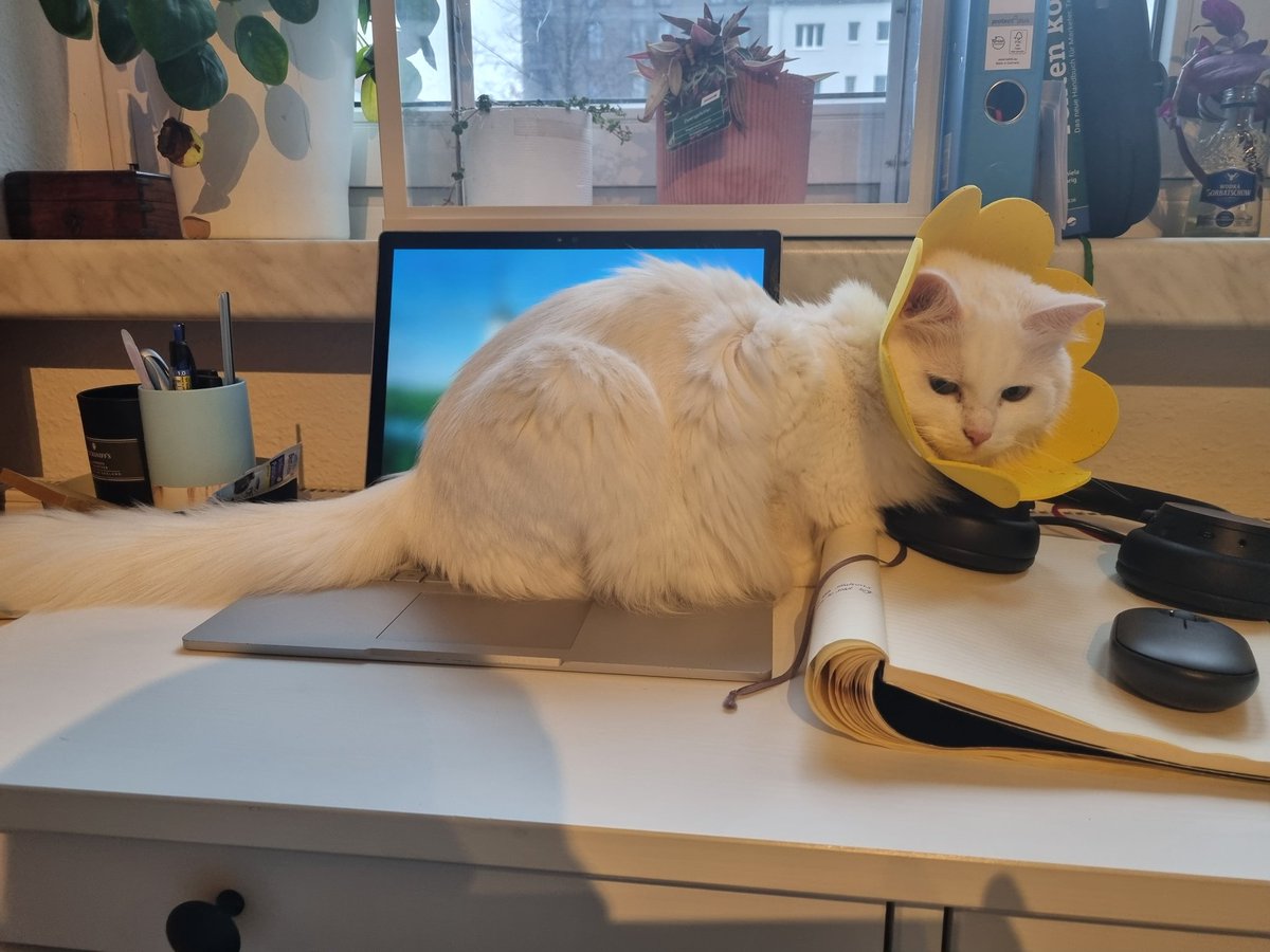 Katharina_Kls's tweet photo. @auksutat Kein Cat Content?! Alles muss man selber machen. 😉 Auch wenn die Süße hier keine große Hilfe bei der Arbeit ist... #HomeOfficeProblems https://t.co/eLMSLqGYPz