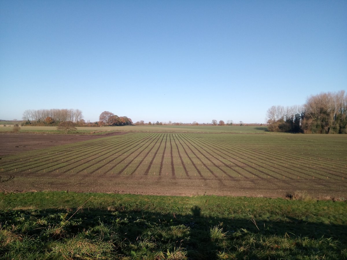 Sarah Cochrane tweet media