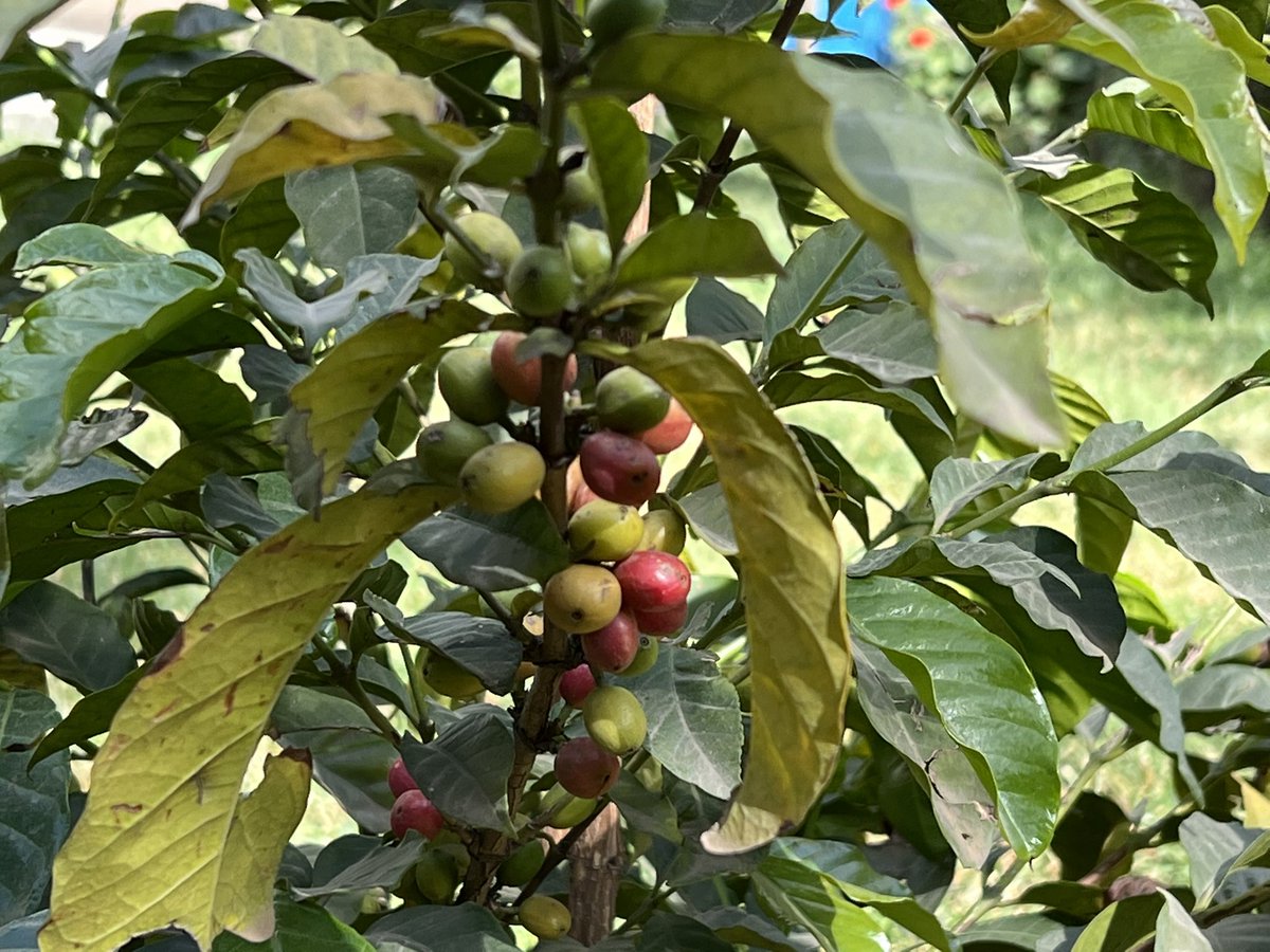 jerfeller's tweet photo. My coffee beans are almost ready! 😋 https://t.co/cJtL2iZp1B