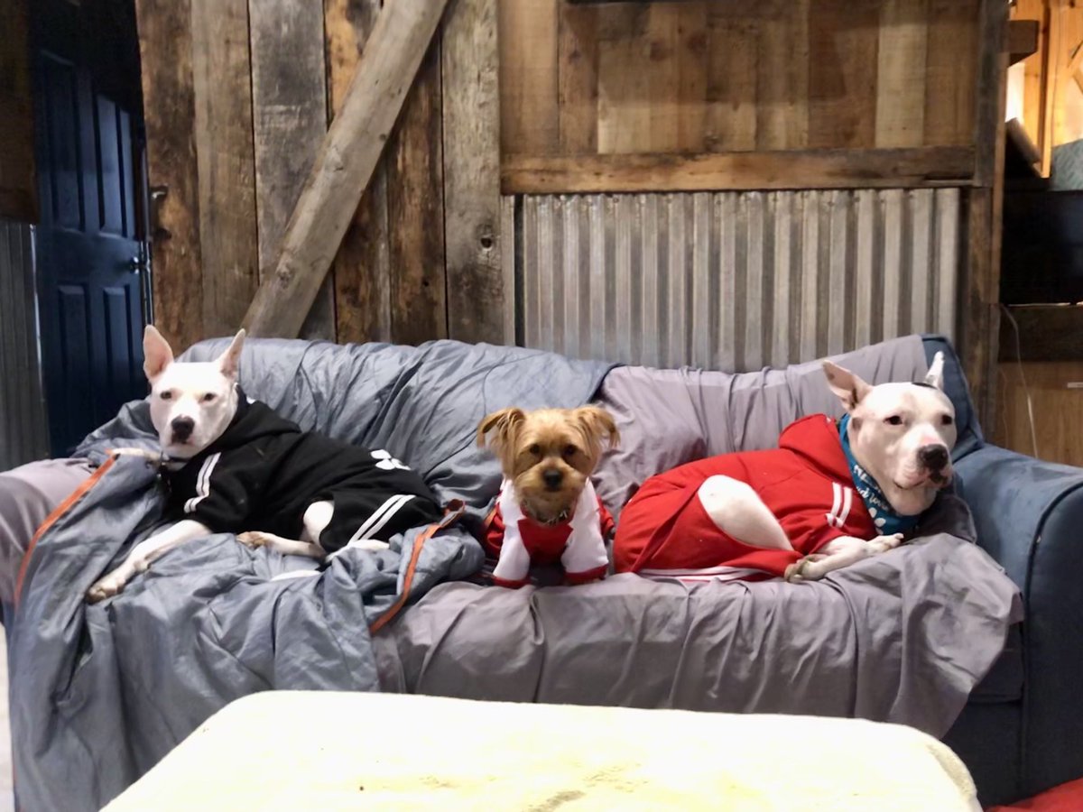 BradMil75025630's tweet photo. #dogs #pitbullmix #yorkie #amstaffmix #FancyGap #Virginia https://t.co/AFRi7TURzk